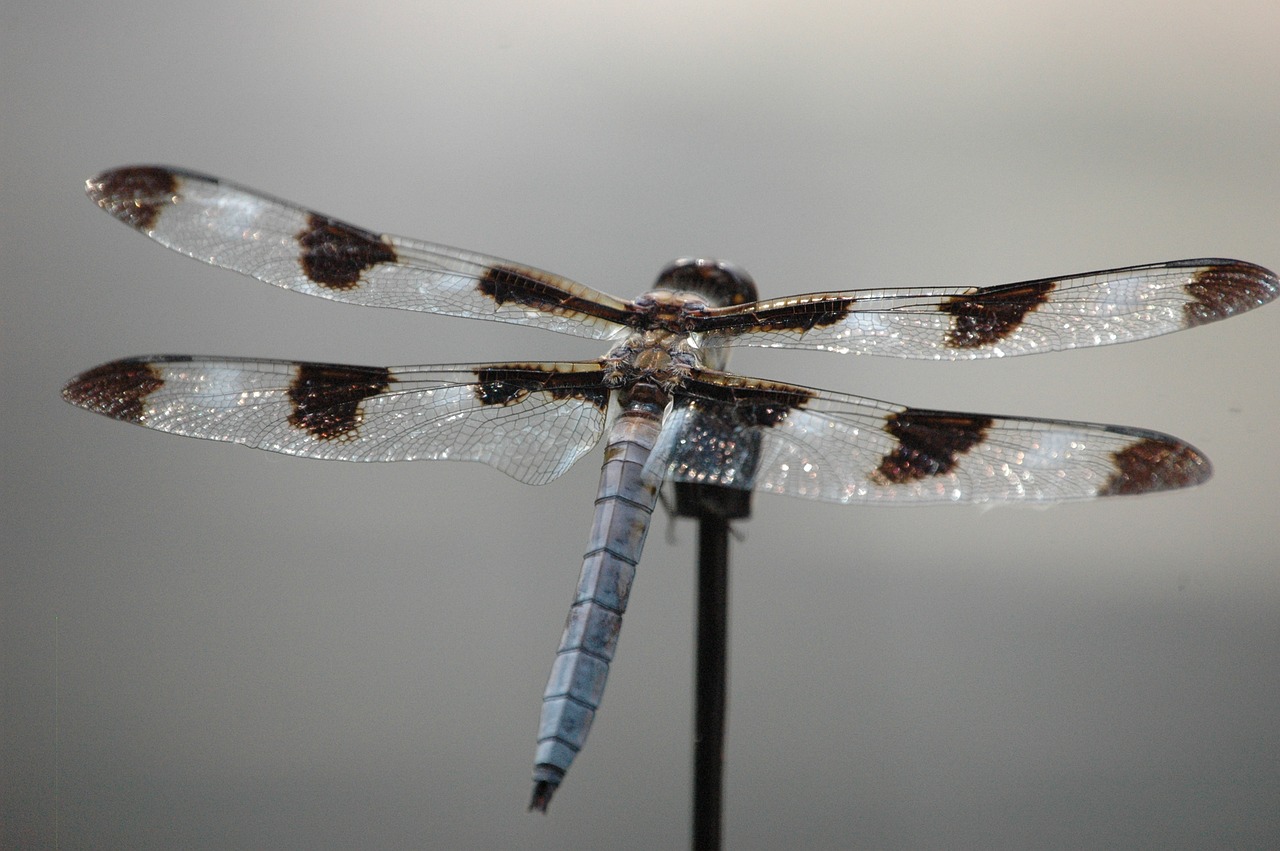 dragonfly insect wing free photo