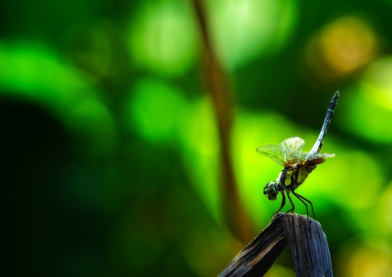 dragonfly insect branch free photo