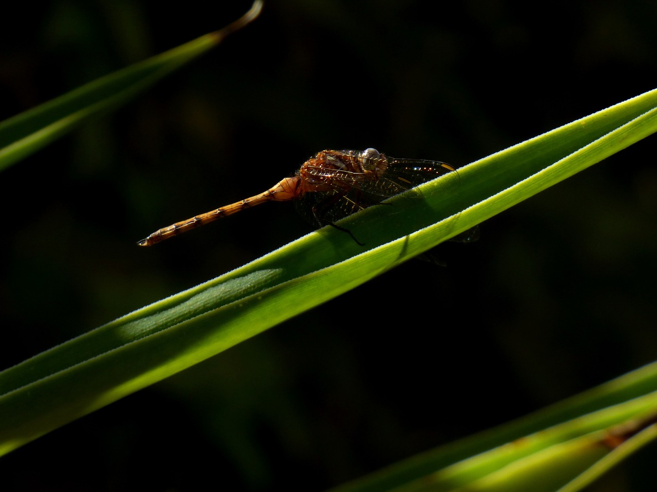 dragonfly grass insect free photo