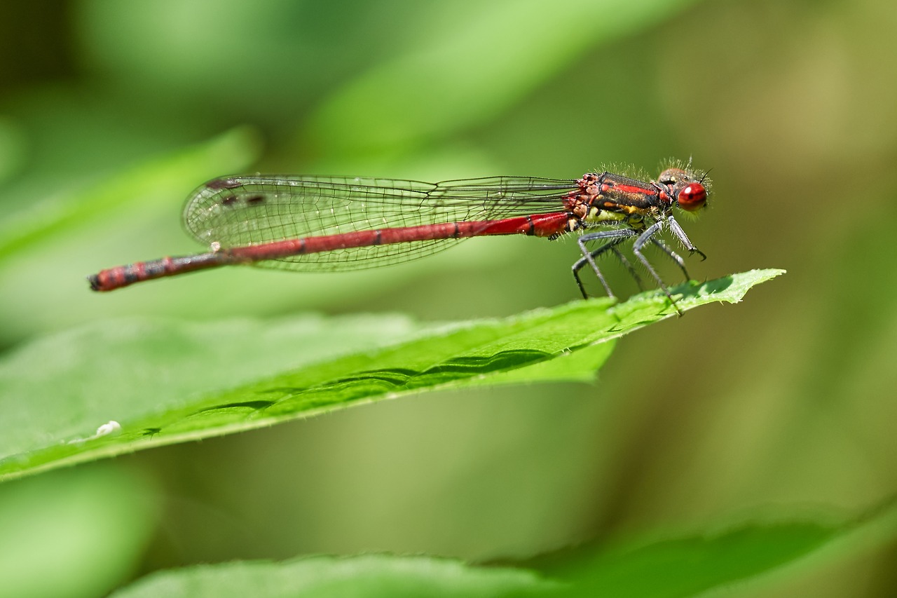 dragonfly nature close free photo