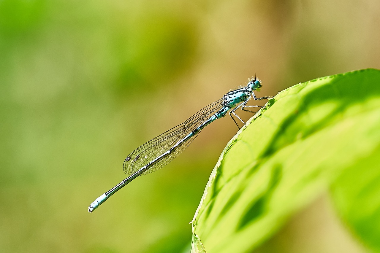 dragonfly nature close free photo