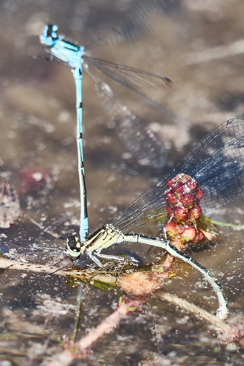 dragonfly parung nature free photo