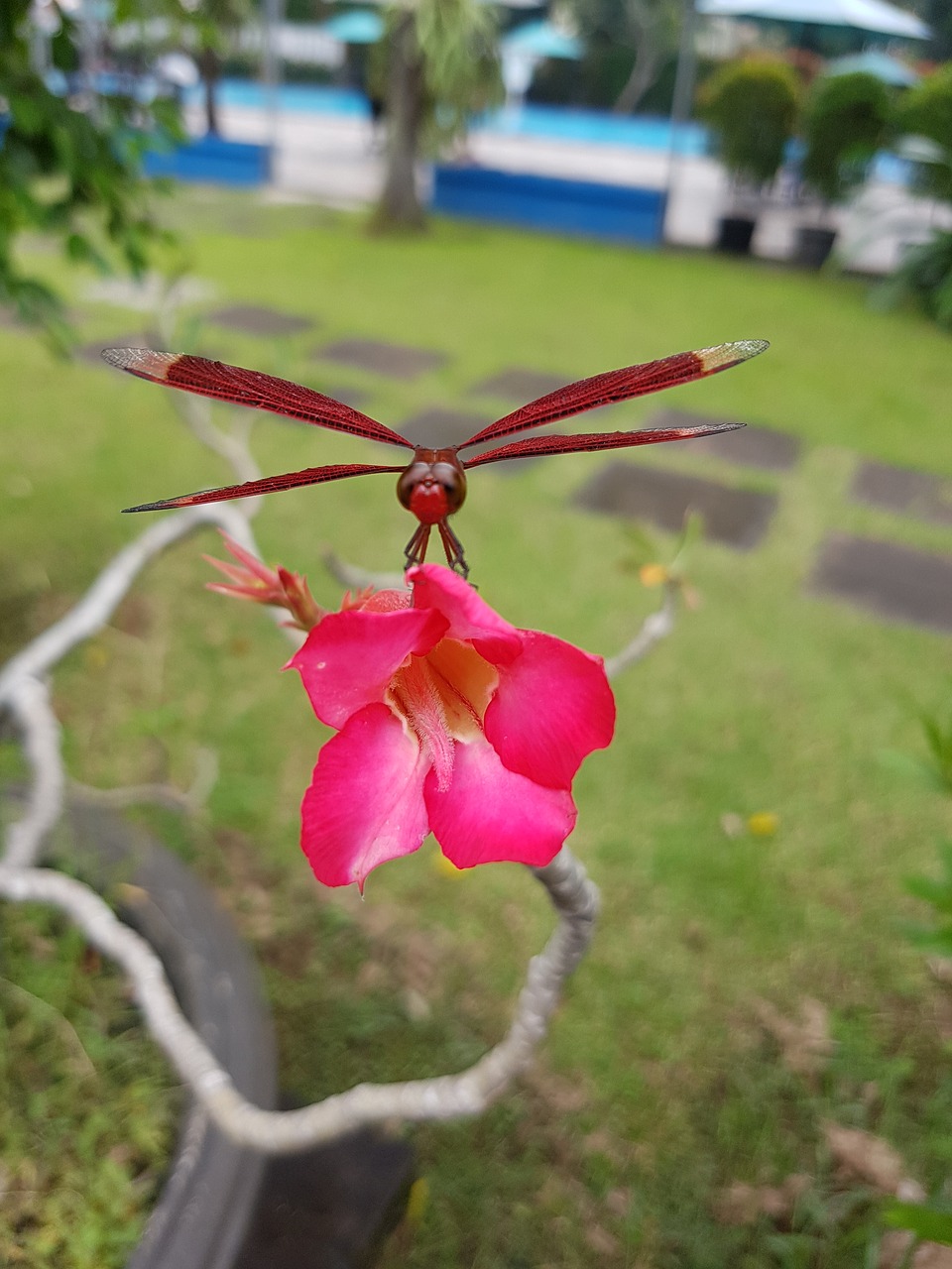 dragonfly red flower free photo