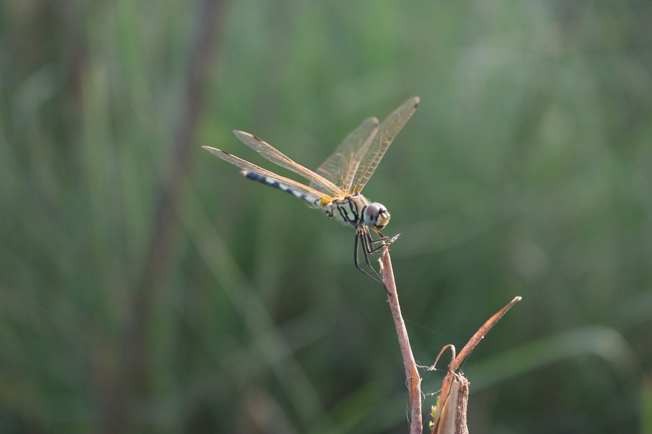 dragonfly bug macro free photo