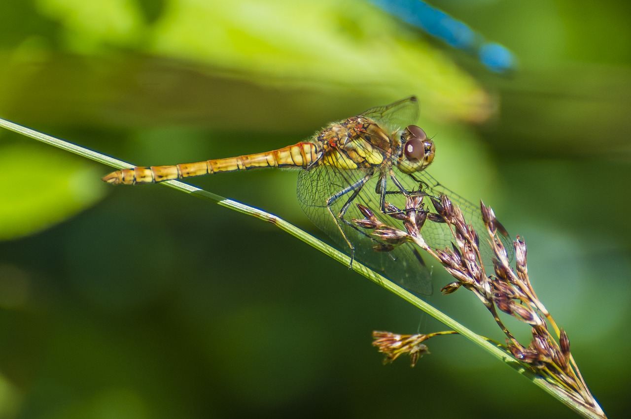 dragonfly odonata wildlife free photo