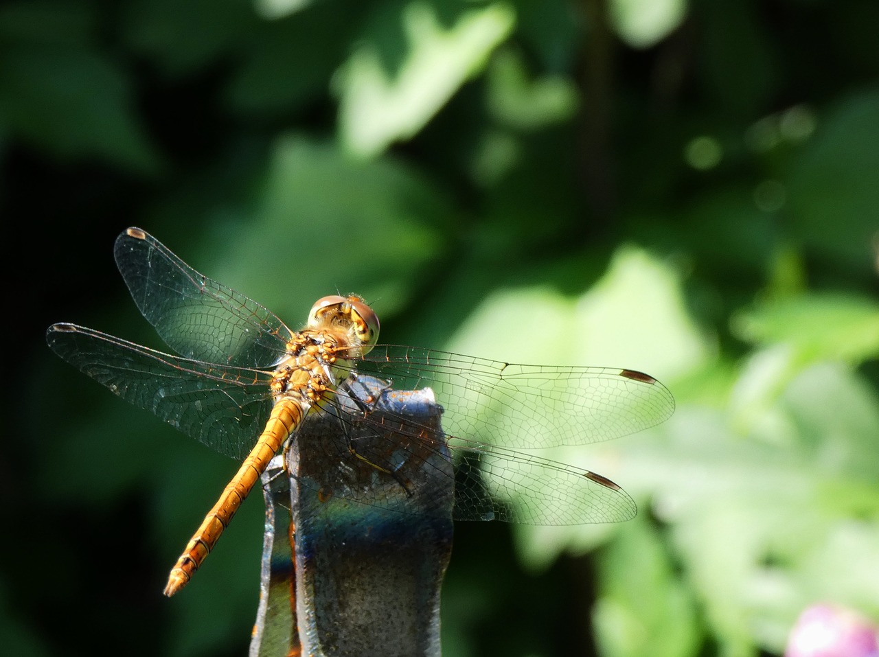 dragonfly insect animal free photo