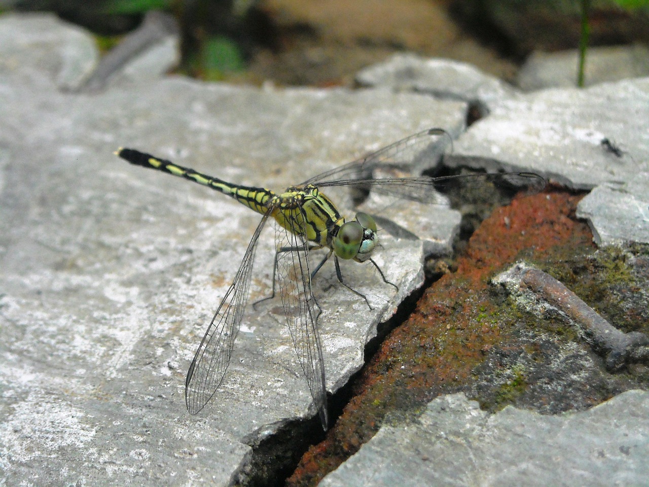 dragonfly green hiitam free photo
