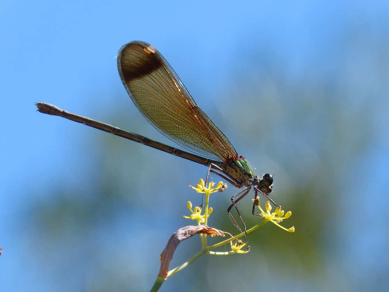 dragonfly damselfly fennel free photo