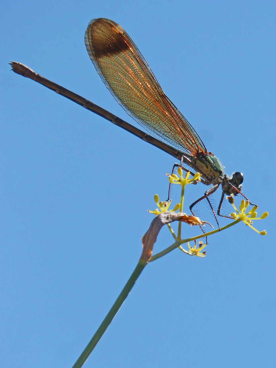 dragonfly damselfly fennel free photo