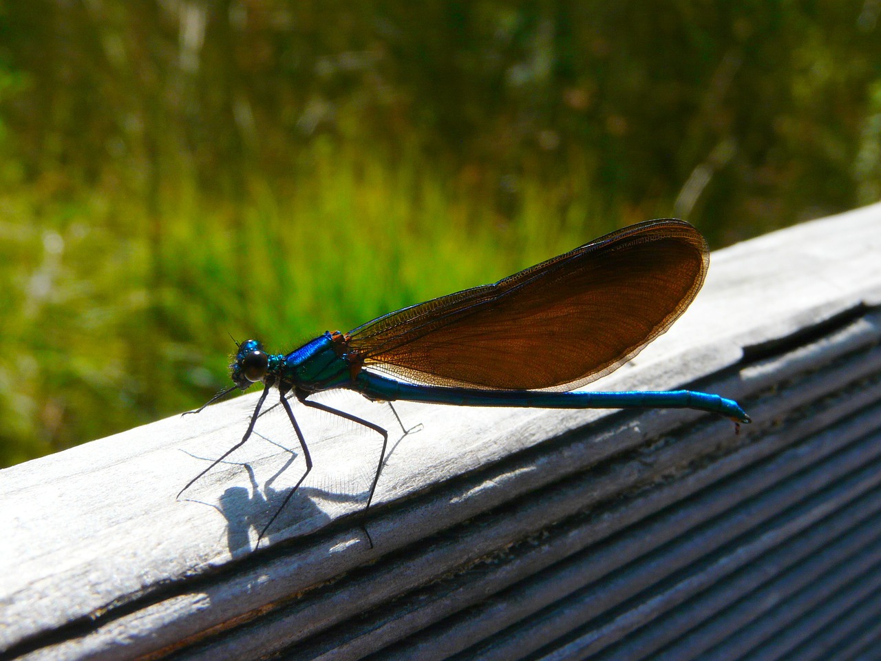 dragonfly demoiselle insect free photo