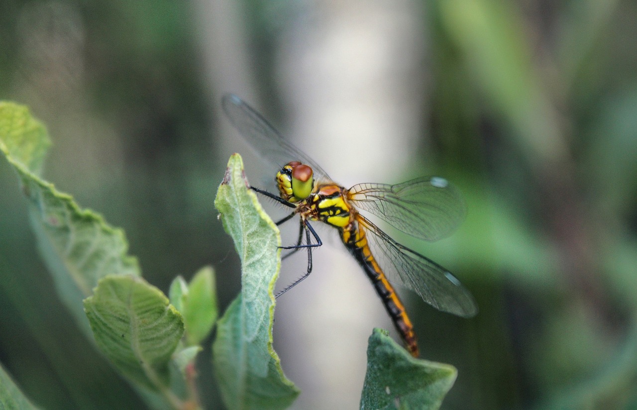 dragonfly forest nature free photo