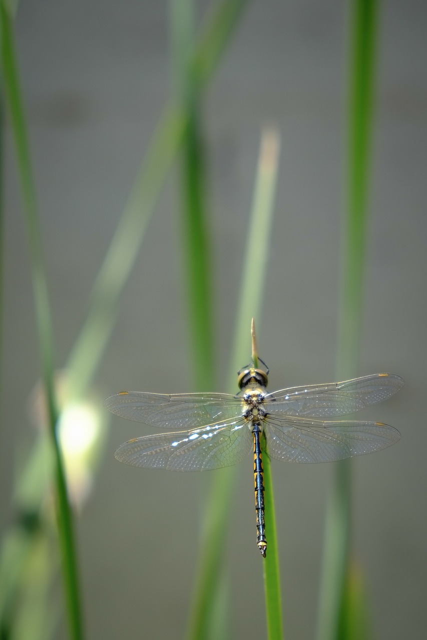 dragonfly insect insects free photo