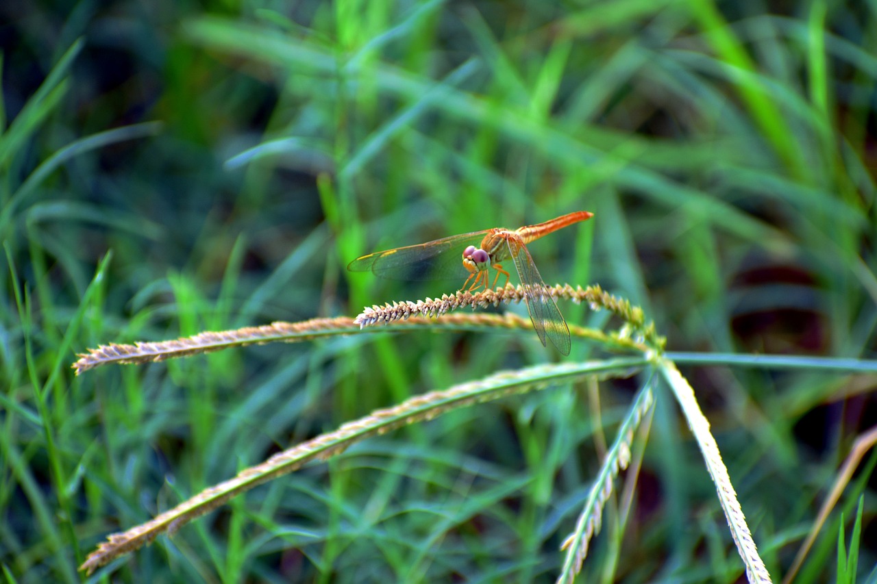 dragonfly macro golden free photo