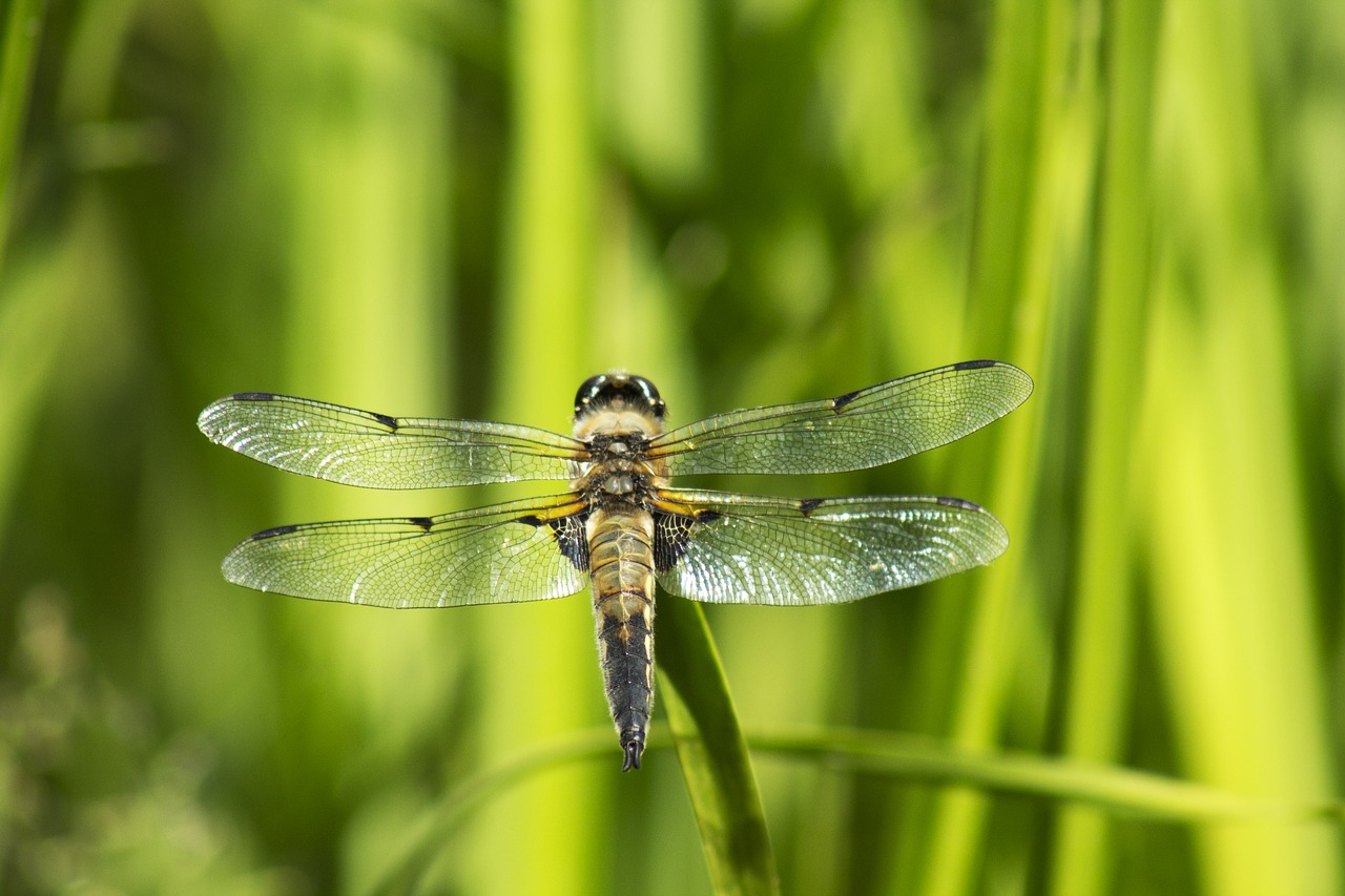 dragonfly insect macro free photo