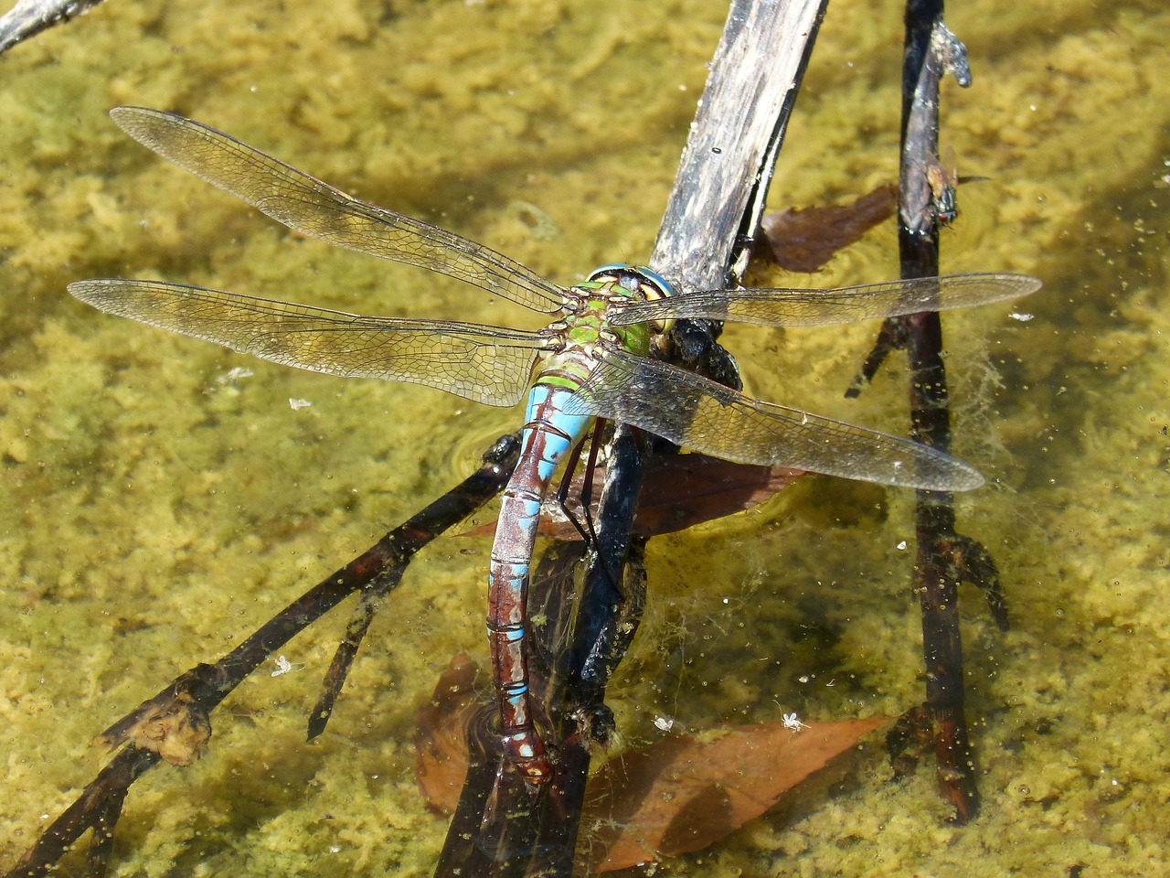 dragonfly aeshna cyanea wet ass free photo