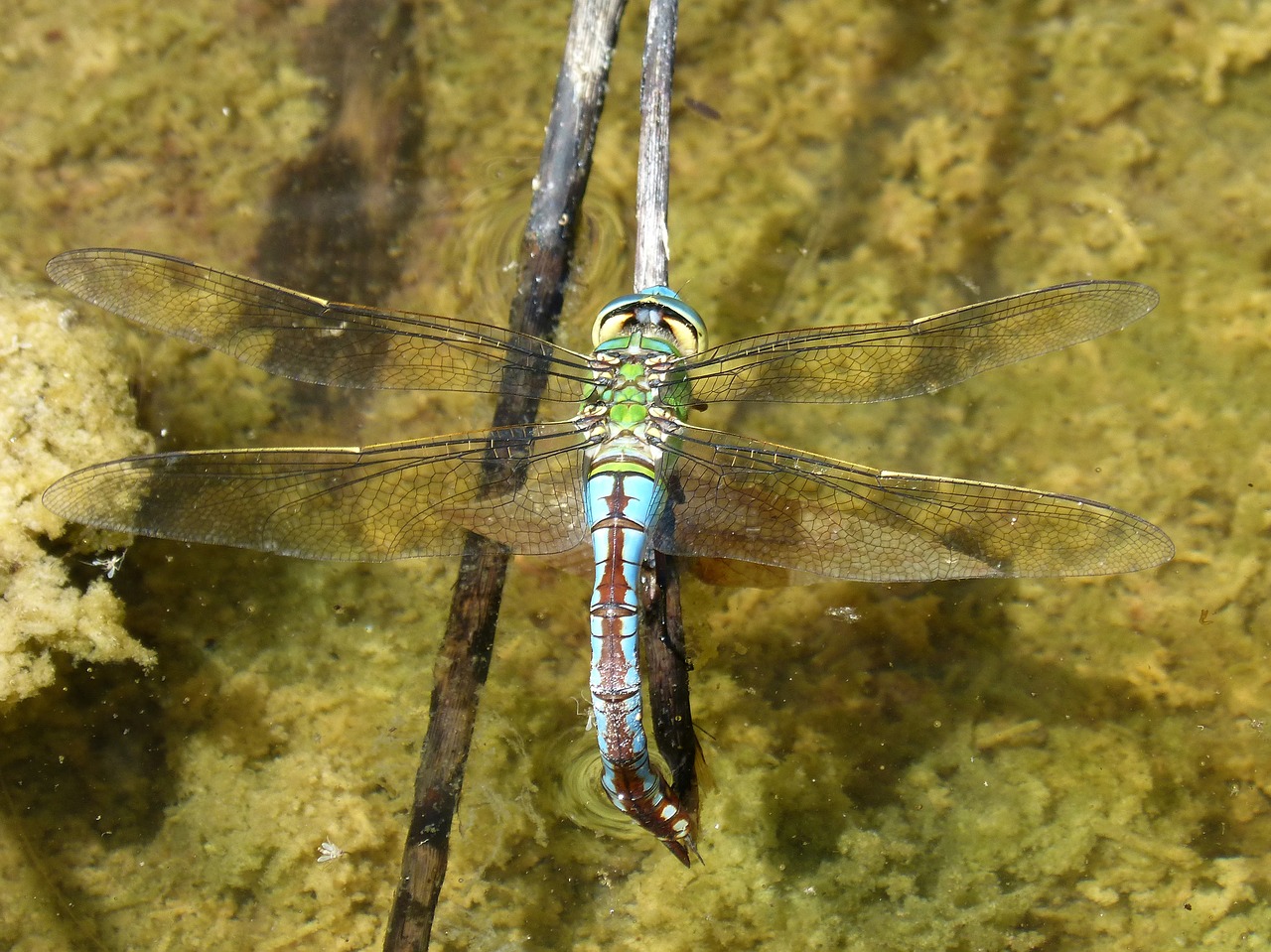 dragonfly aeshna cyanea wet ass free photo