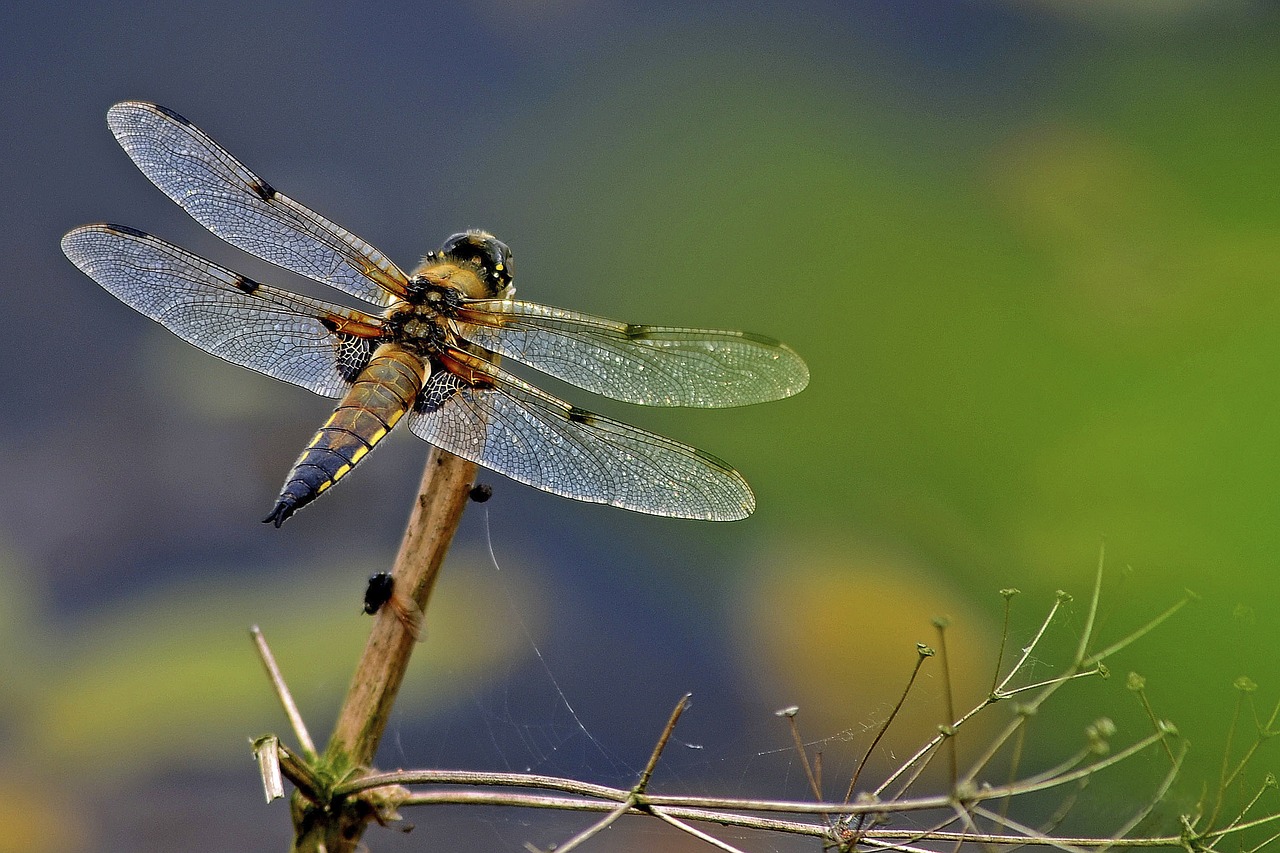 dragonfly 4 spot chaser odonata free photo
