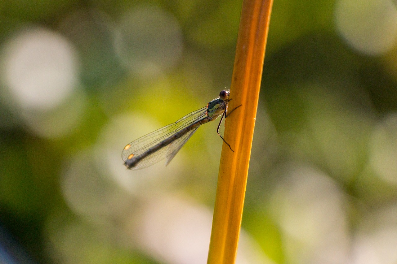 dragonfly nature blue dragonfly free photo