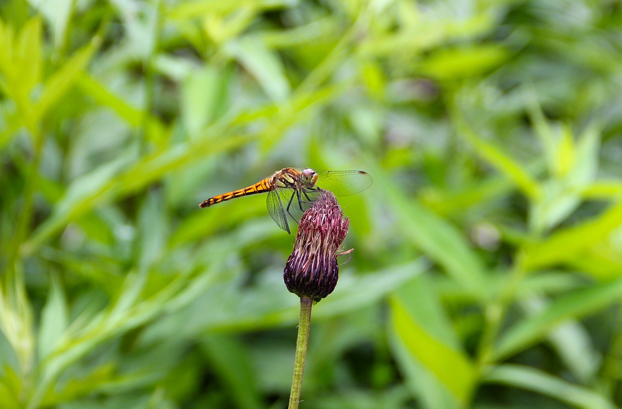dragonfly note thistle oze free photo