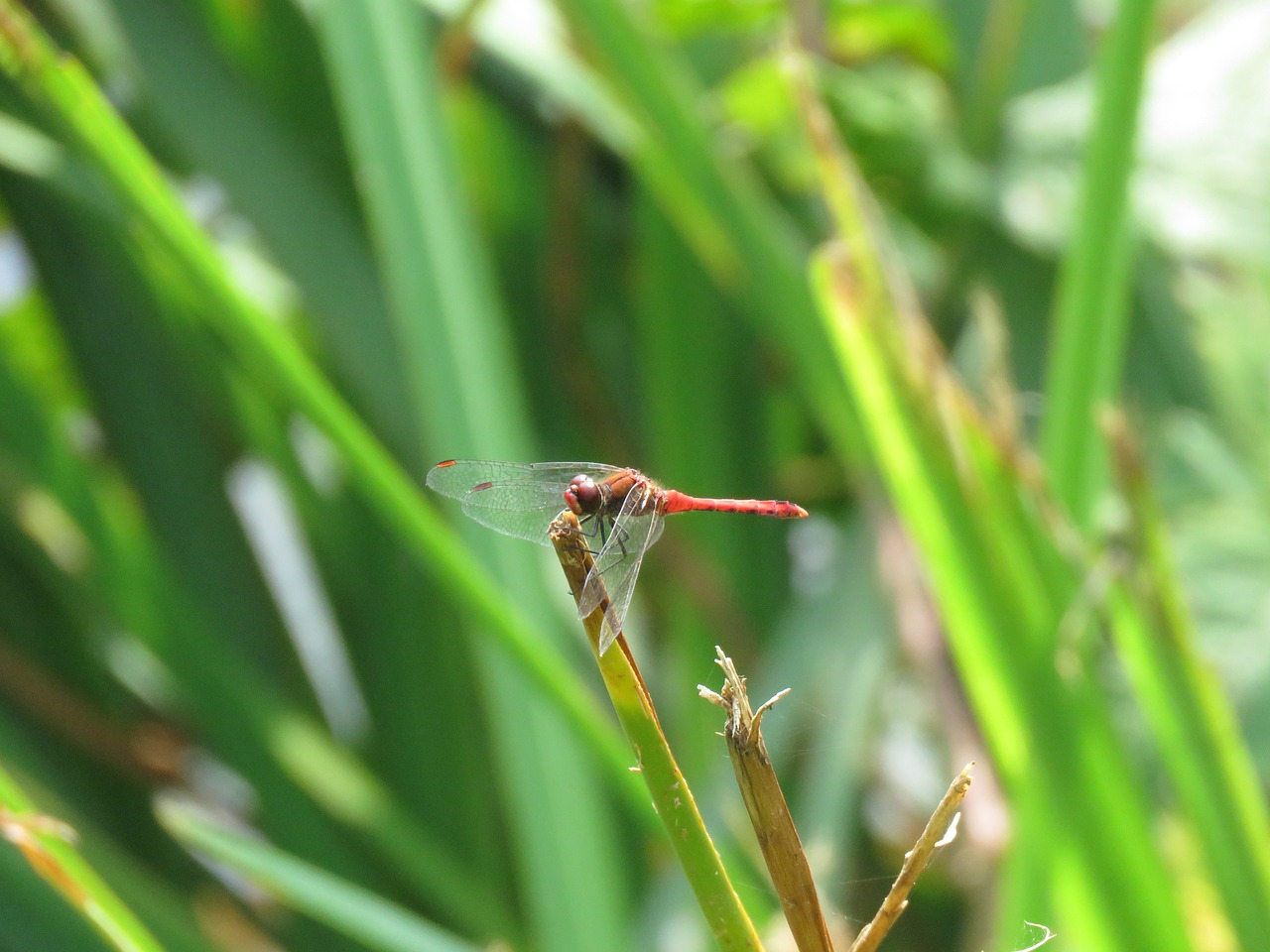 dragonfly nature insect free photo