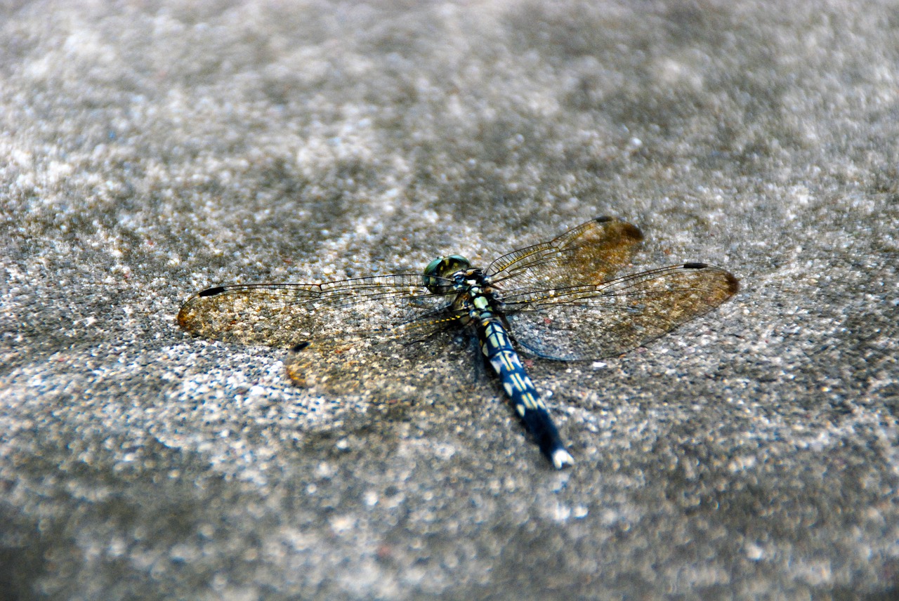 dragonfly insect bug free photo