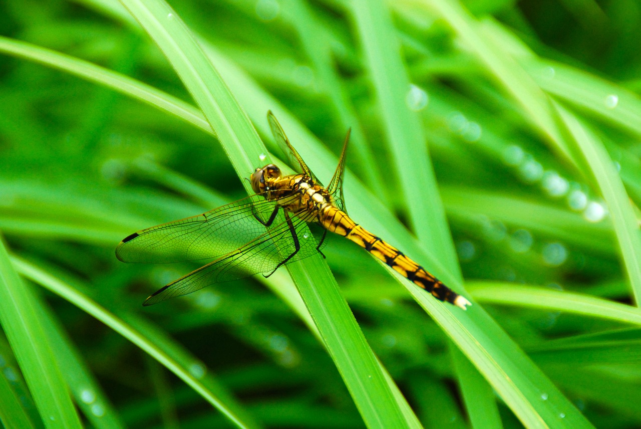 dragonfly insect bug free photo