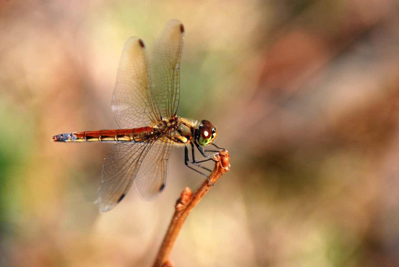 dragonfly insect bug free photo