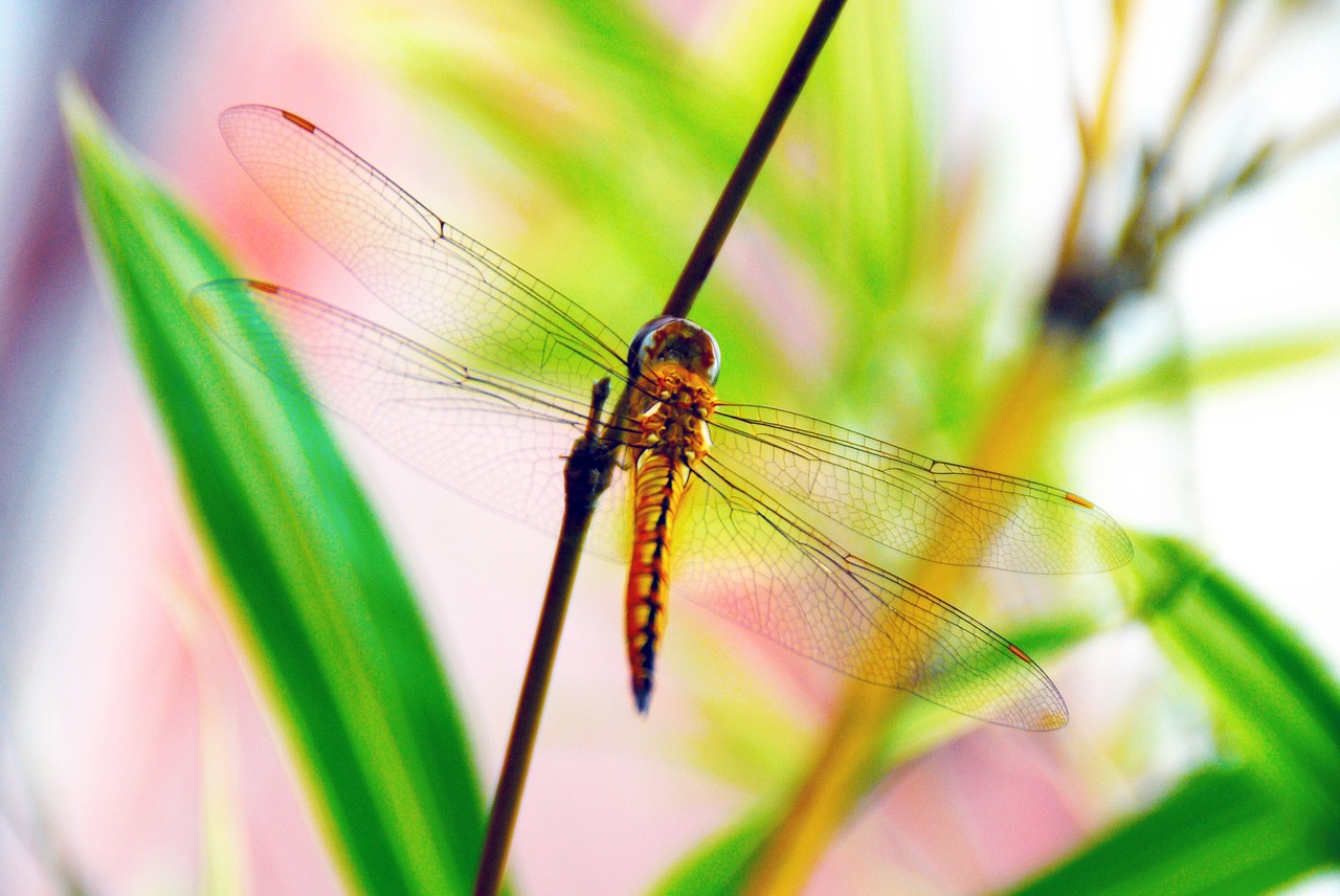 dragonfly insect bug free photo