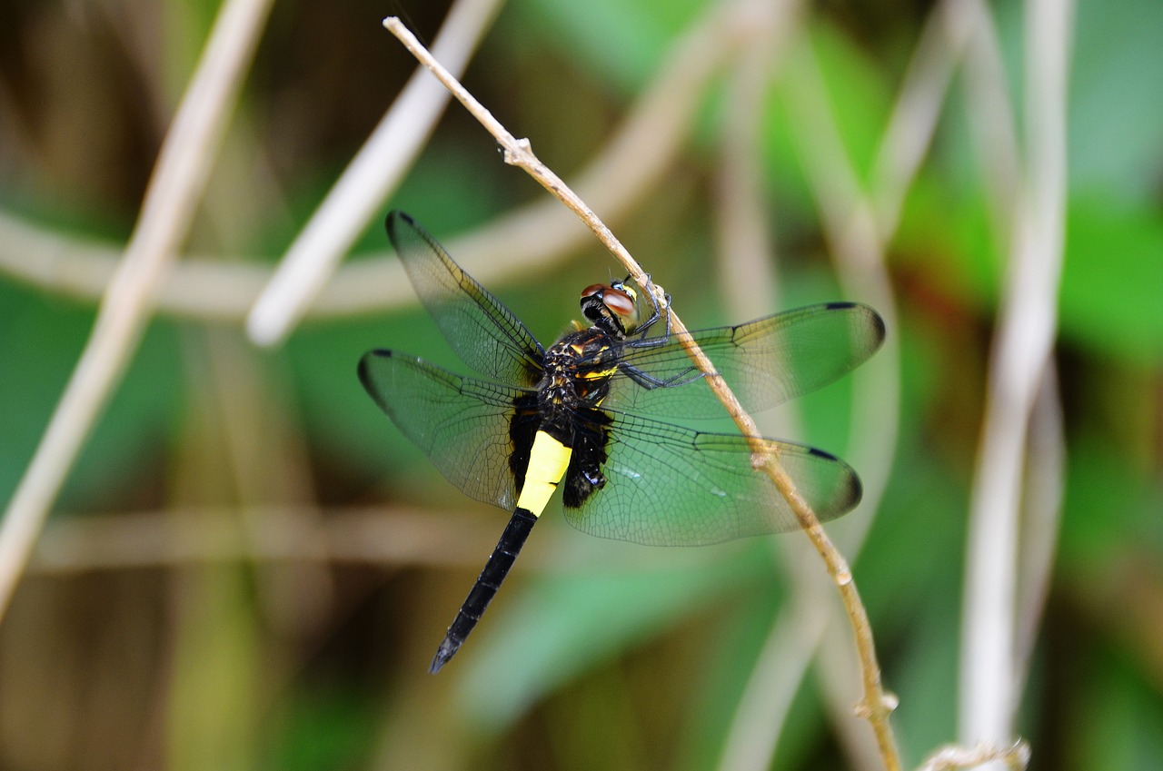 dragonfly the branches of the dragonfly branch free photo