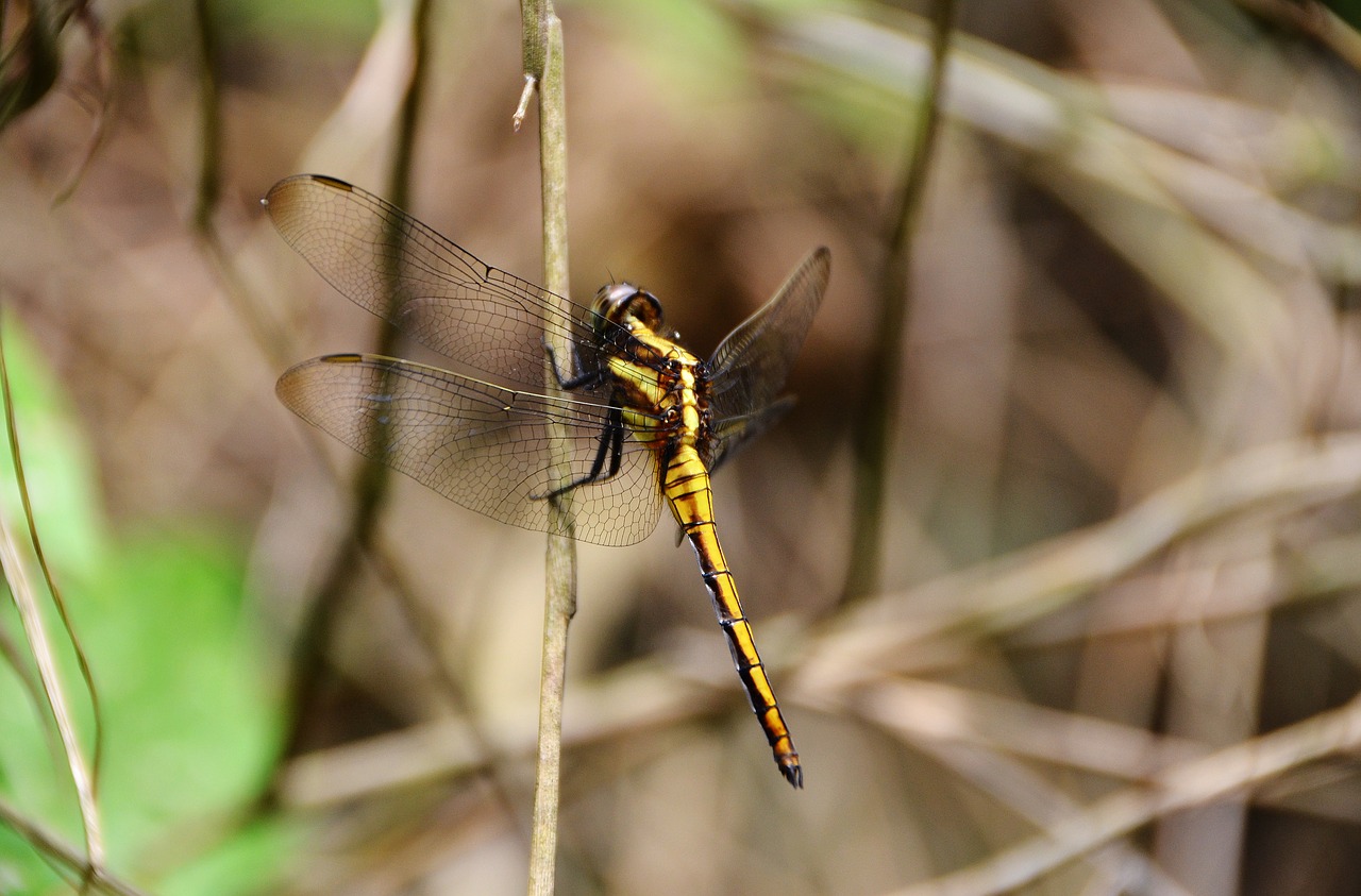 dragonfly the branches of the dragonfly yellow dragonfly free photo