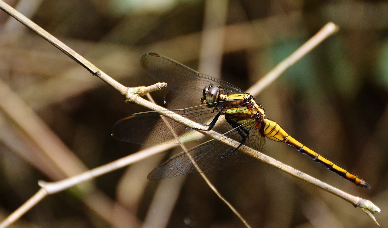 dragonfly the branches of the dragonfly yellow dragonfly free photo