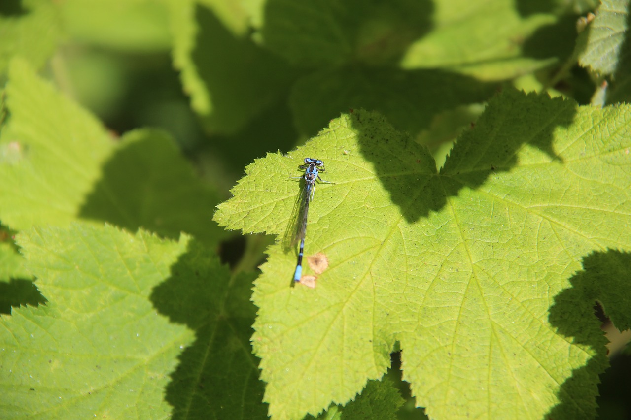 dragonfly nature leaves free photo