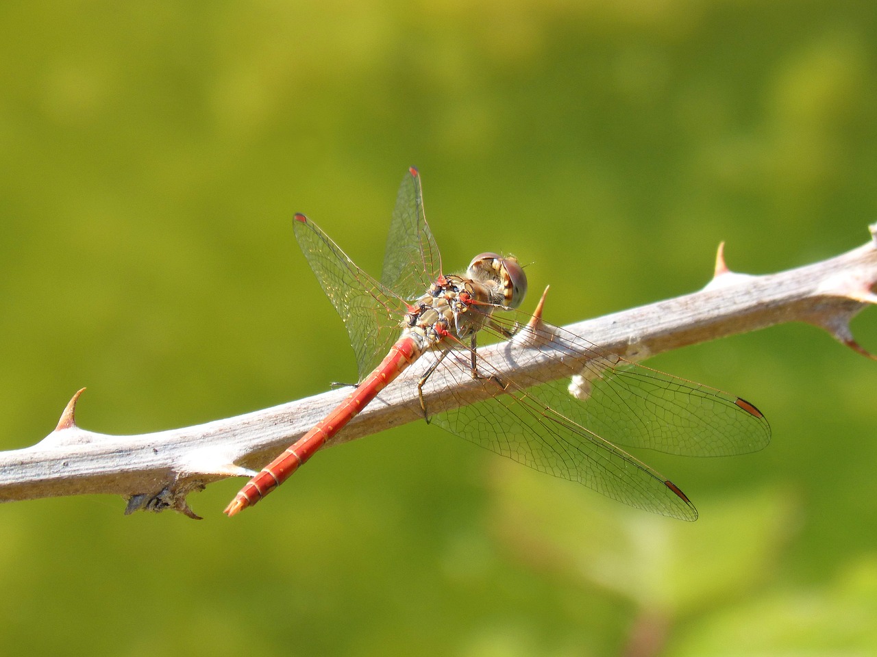 dragonfly red dragonfly sympetrum sinaiticum free photo