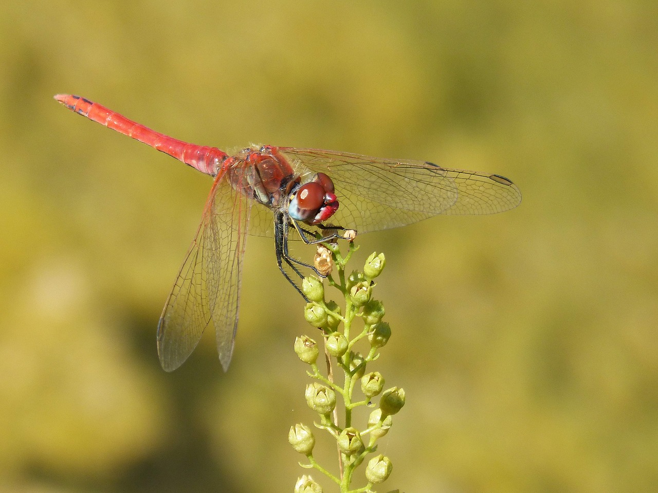 dragonfly red dragonfly sympetrum sinaiticum free photo