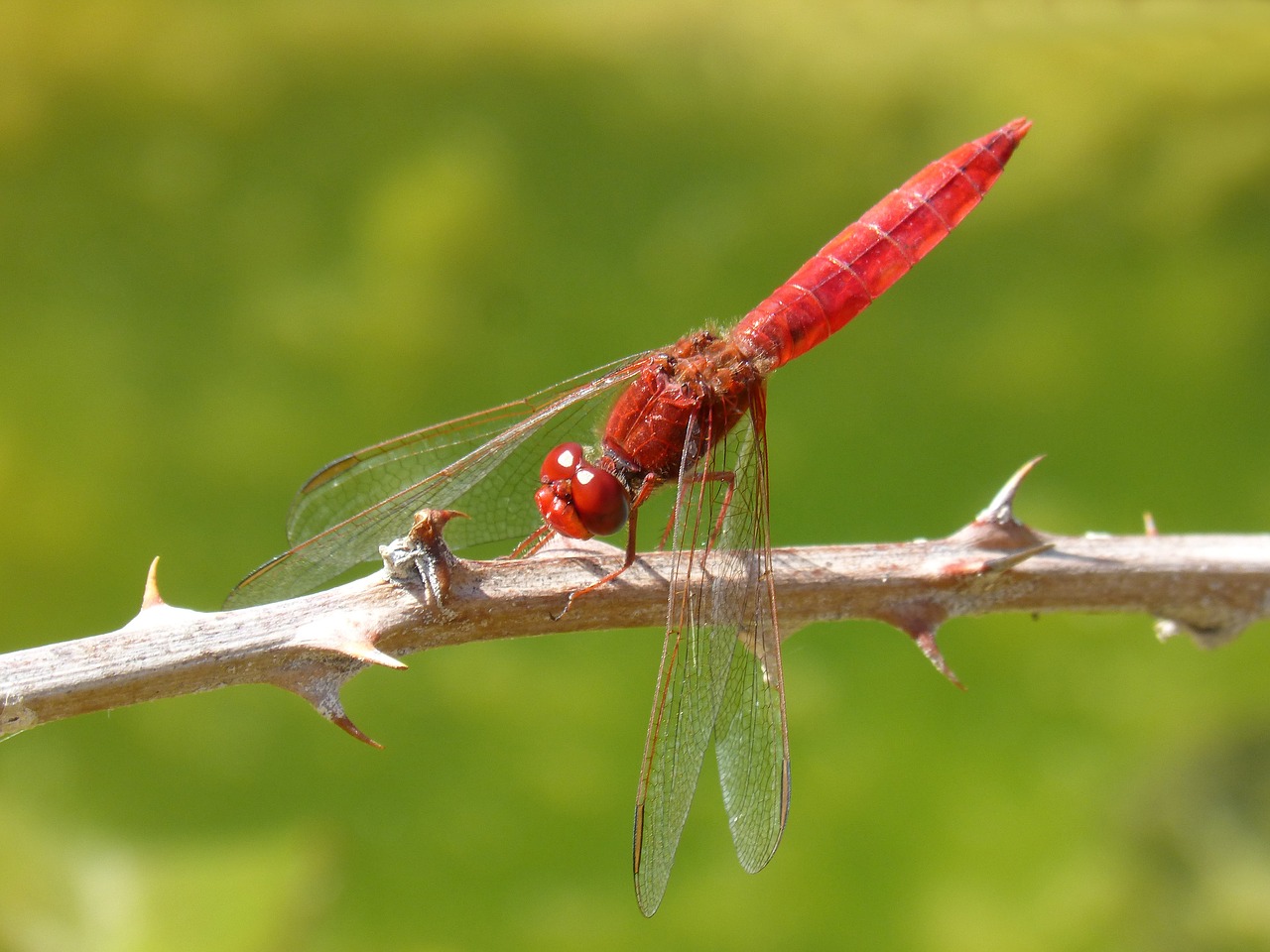 dragonfly red dragonfly erythraea crocothemis free photo
