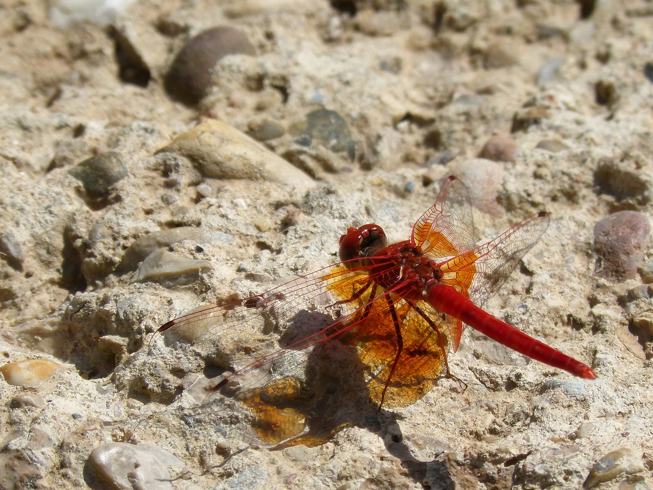 dragonfly red dragonfly trithemis kirbyi free photo