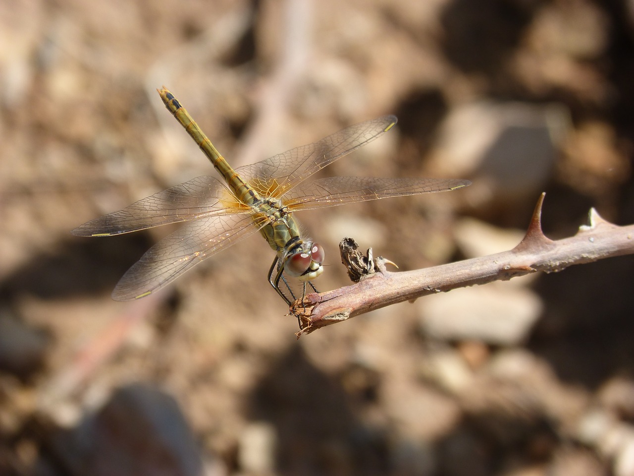 dragonfly yellow dragonfly branch free photo