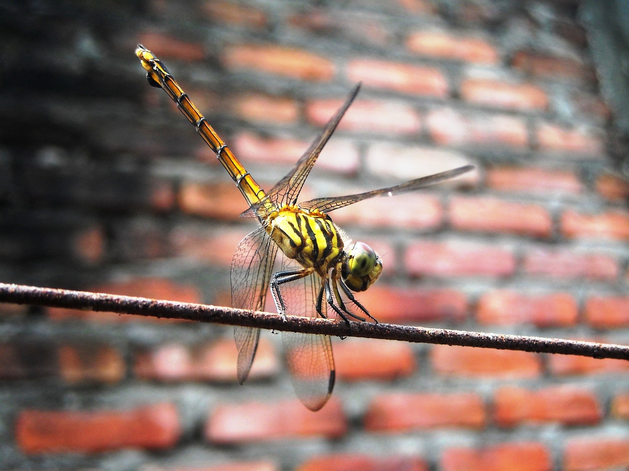 dragonfly yellow orange free photo