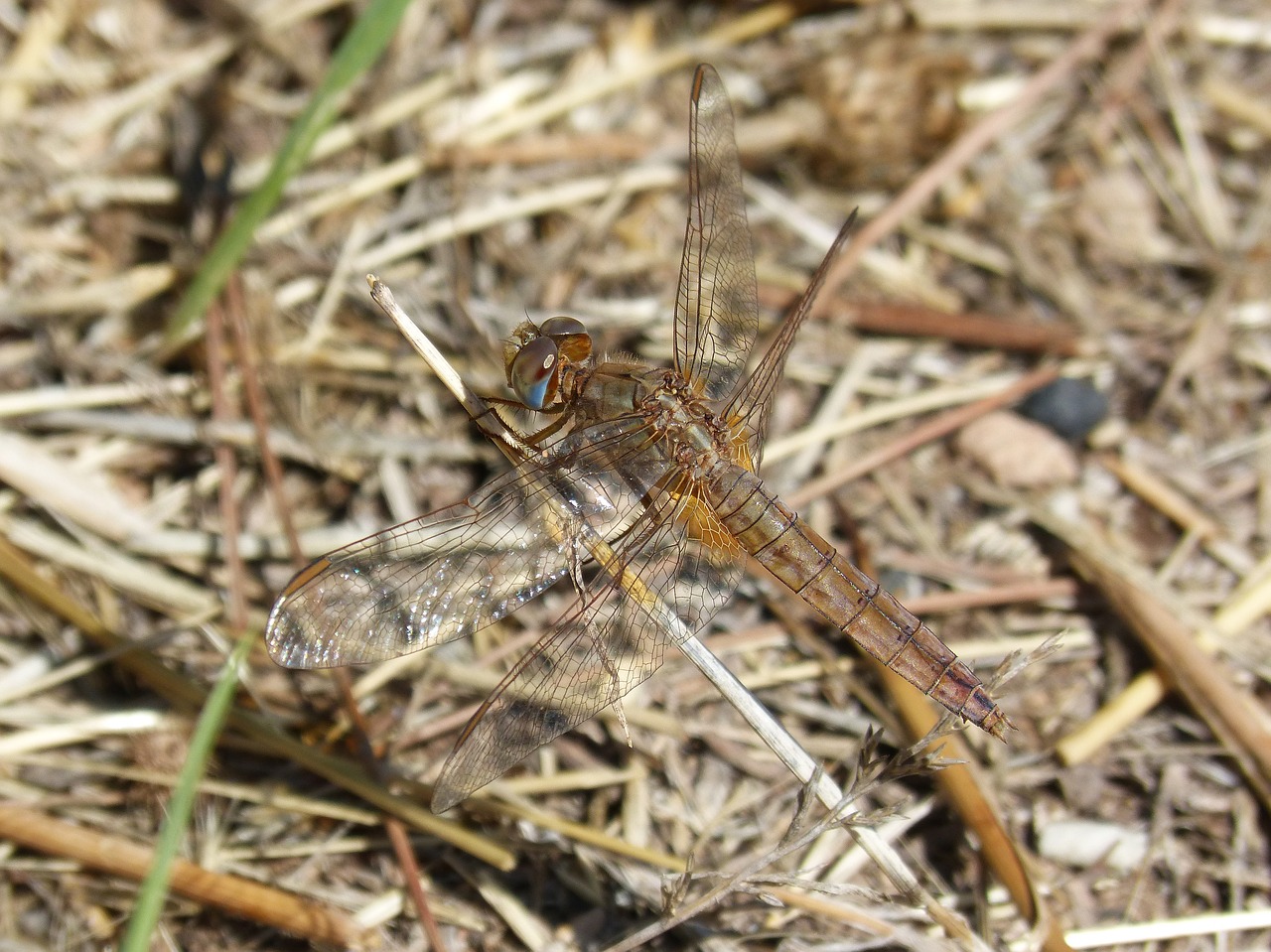 dragonfly winged insect dragonfly brown free photo