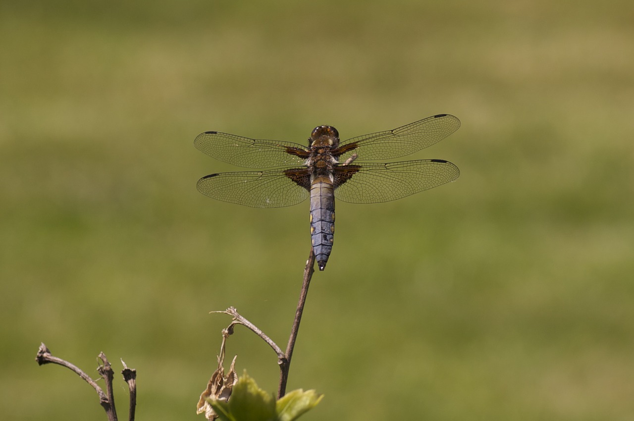 dragonfly insect nature free photo