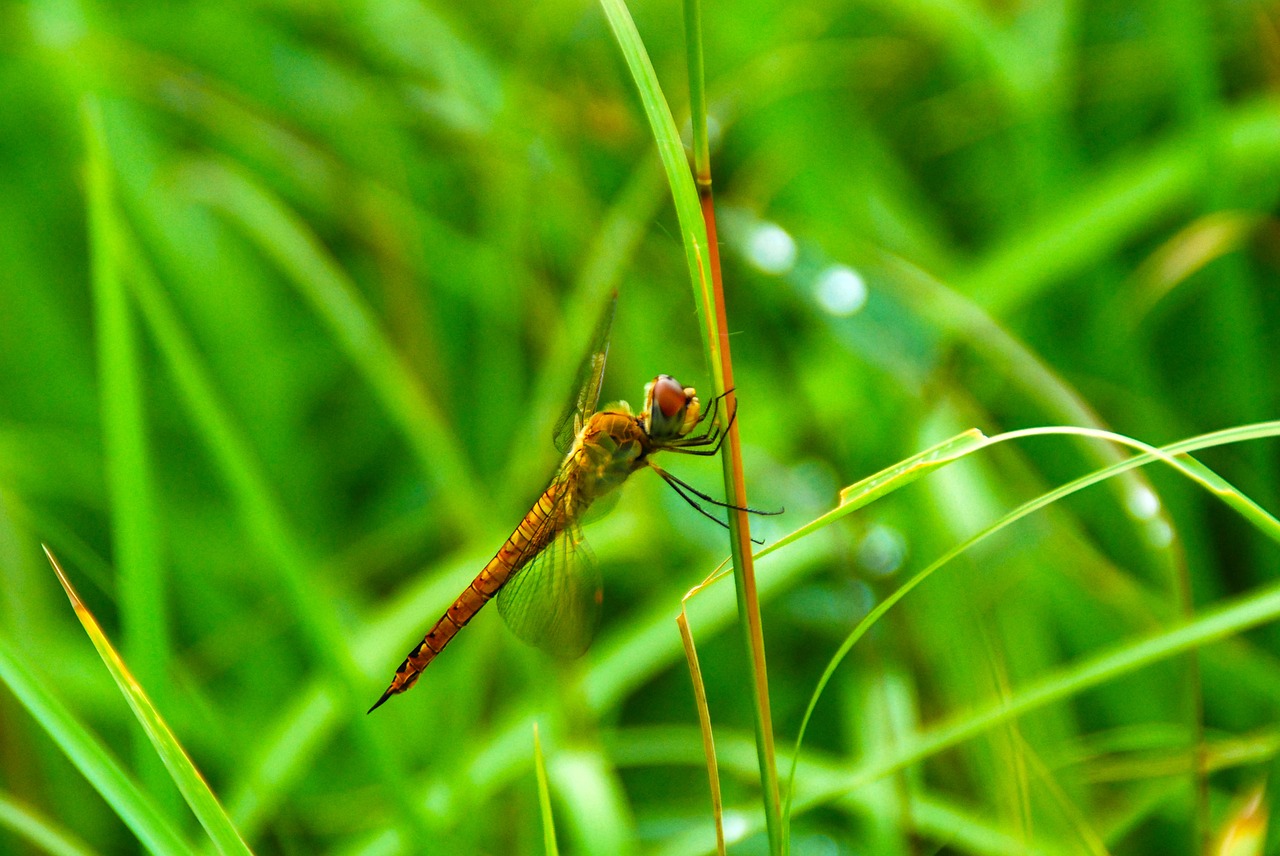 dragonfly bug insect free photo