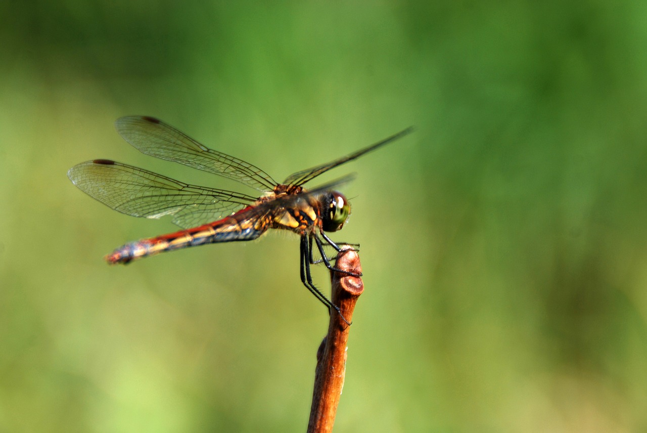 dragonfly bug insect free photo