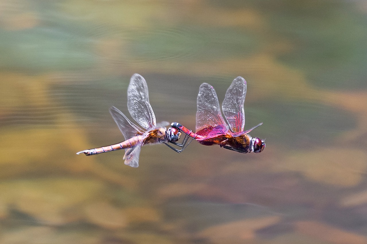 dragonfly flight insect free photo