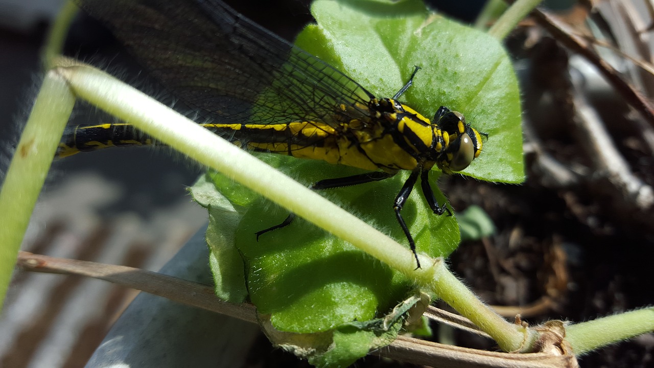 dragonfly wings insect free photo