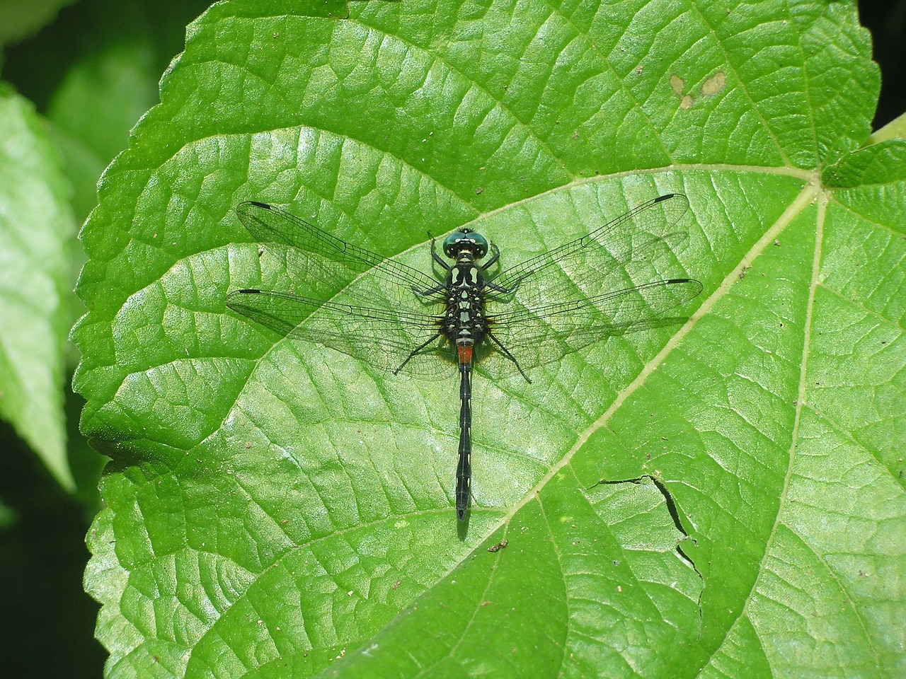 dragonfly nature leaf free photo