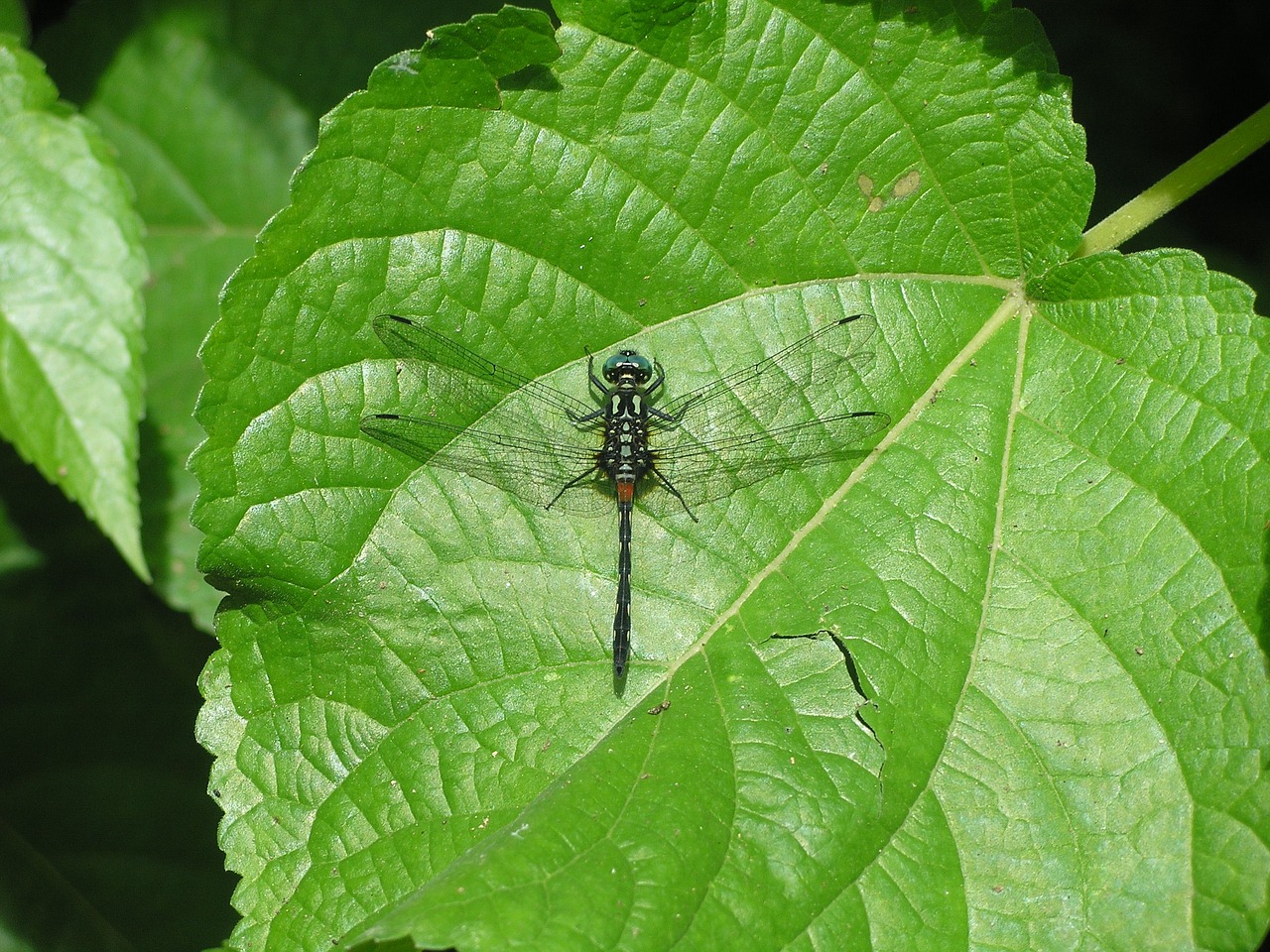 dragonfly nature leaf free photo