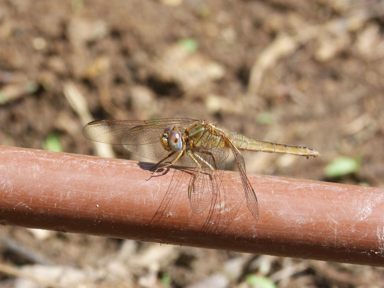dragonfly irrigation pipe yellow dragonfly free photo