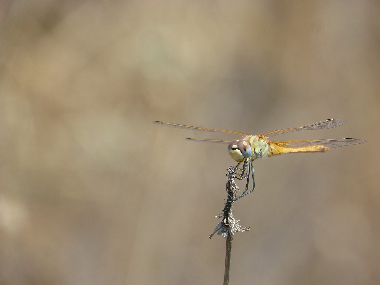 dragonfly yellow dragonfly branch free photo