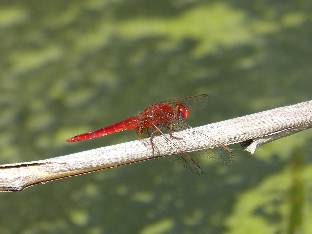 dragonfly red dragonfly american cane free photo