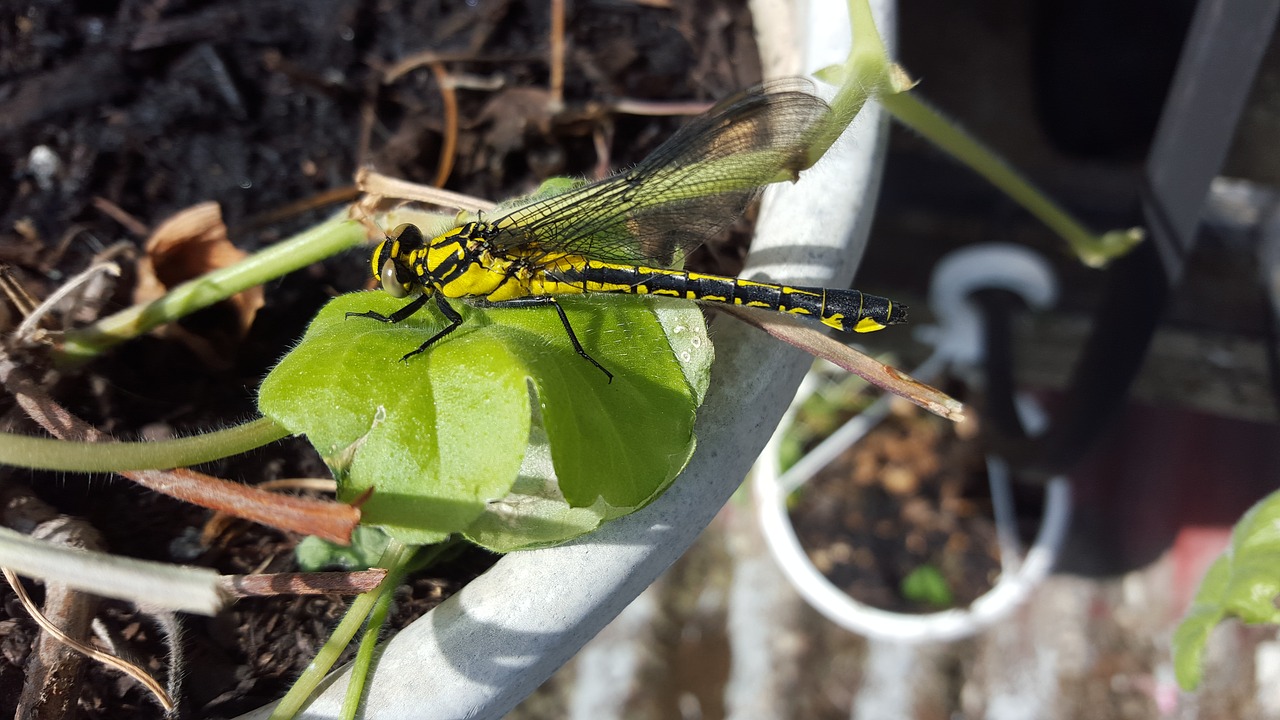 dragonfly insect nature free photo